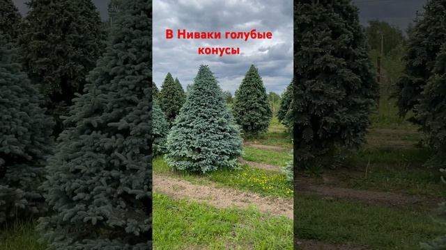 На переднем фоне ель колючая Глаука, на заднем ель колючая Ретрофлекса.    Питомник Ниваки.