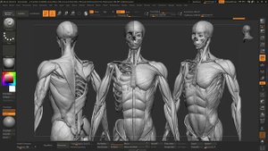 01_Зачем изучать анатомию для создания #3d_персонажей