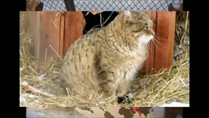 Манул и степной кот. 23.01.21 г.