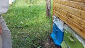 Обслуживание апидомика. Установка на пчелосемьи магазинных надставок.