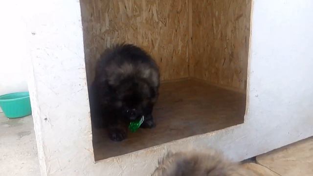 Щенки кавказской овчарки ПРОДАЖА смотреть онлайн