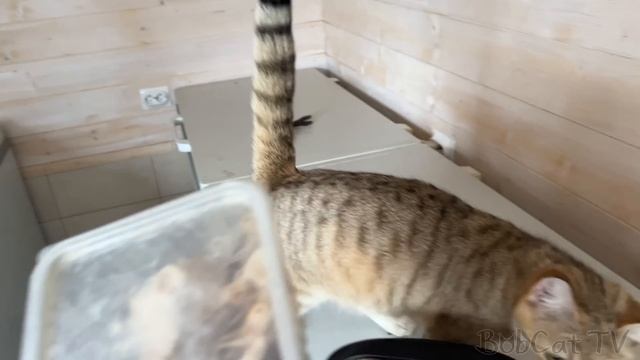 СПАСЕННЫЙ ЕНОТ ЗНАКОМИТСЯ С АЛИСОЙ / Купание Матвея и кормление енотов вкусняшками смотреть онлайн