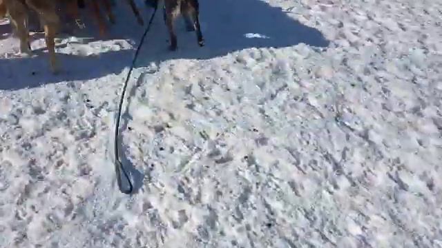 Ронни, пастуший инстинкт смотреть онлайн