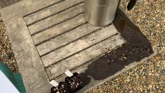 Echeverias from seed смотреть онлайн