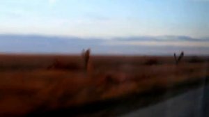 Деревья вдоль дороги Евпатория Великое