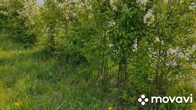 С лёгким паром/фен в баньку/сад в цвету #дача #дачныйсезон #сад