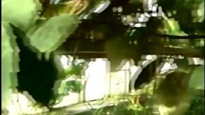 Тетрастигма