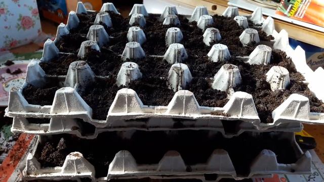 Сеем морковь в клетки от яиц, дома !!! потом везем на огород часть 2 смотреть онлайн