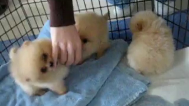 роды щенков шпица