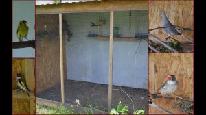 Запуск птицы в вольер.