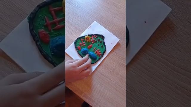 Модель будови рослинної клітини. смотреть онлайн