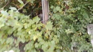 Обзор дачного участка. Дачный участок обзор, осень. Обзор дачи осенью. Дача. Дачный участок в Росси