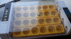 Честный обзор инкубатора HHD24