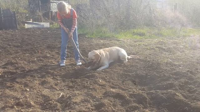 Лабрадор не любит грабли) смотреть онлайн