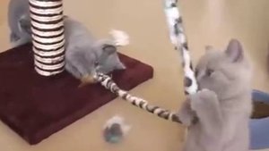 Grey kittens play! Серые котята играют!