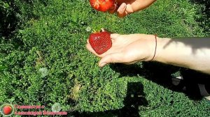 Клубника Азия описание сорта крупноплодной земляники Купить саженцы клубники Азия в Украине
