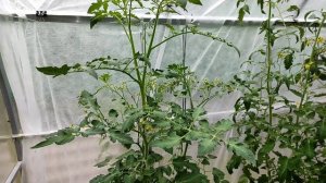 Как выглядит кладоспориоз или бурая пятнистость томатов. Ka izskatas kladosporioze tomātiem.