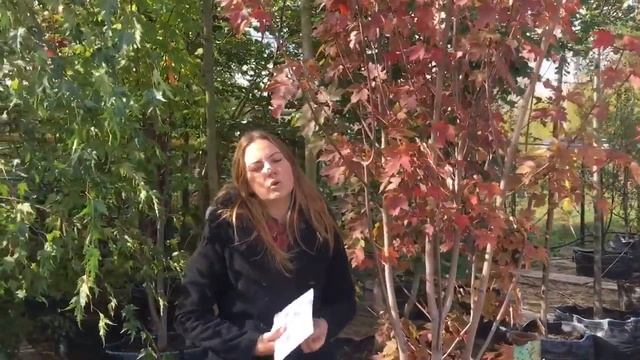 Клен фримана отом блейз смотреть онлайн