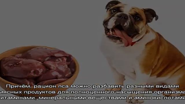 Можно ли кормить собаку сырым мясом или лучше вареным смотреть онлайн