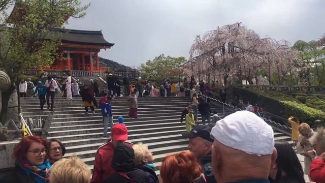 Путешествие в Японию - Киото, Кинкаку-дзи, Киёмидзу-дэра, Гион, Осака, апрель 2018 - часть 3 смотреть онлайн