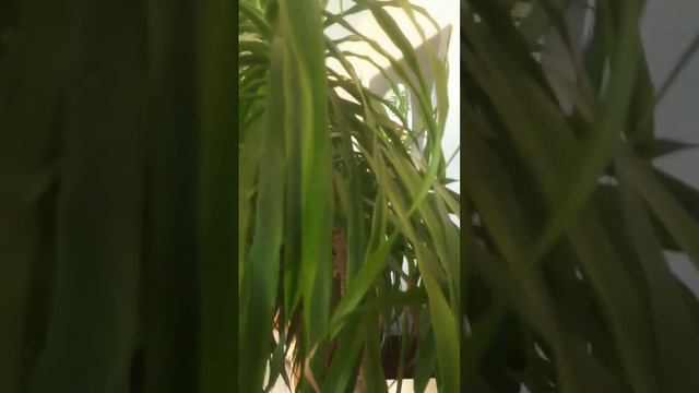 ड्रैगन पेड़ !! (dragon tree) #Dracaena marginata propagation #short_viral