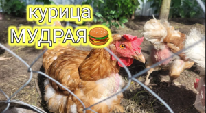 КУРЫ УЧАТ ЧЕЛОВЕКА ЖИТЬ. УРОКИ ПРИРОДЫ. МУДРОСТЬ - САМОЕ ЦЕННОЕ В ЖИЗНИ КАЧЕСТВО!