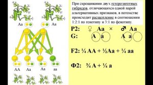 § 28  Закономерности наследования признаков, установленные Г.Менделем. Моногибридное скрещевание.