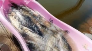 Мой пруд. Зарыбление пруда толстолобиком. Выращивание рыбы монстра в пруду на даче!разведение рыбы!