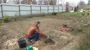 Посадка пионов в открытый грунт весной