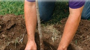 Вкуснейшая груша Лада