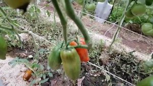 Томат Кубинский петух