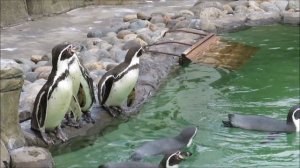 Пингвины стоят строем и прыгают в воду синхронно 25.04.2022