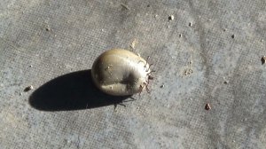 Невероятно большой КЛЕЩ!!!