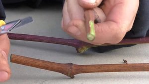 Обрезка винограда. Как определить вызревание лозы винограда.