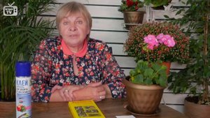 Белокрылка ➡ Вредители растений ➡ Как избавиться от белокрылки ?