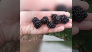 Ежевика в теплице 12.10.2022