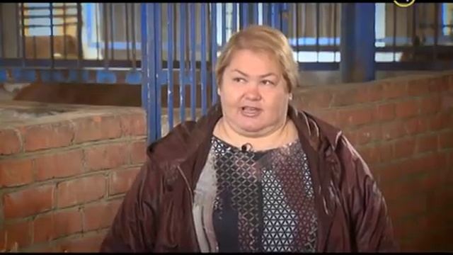 30.04.17 «Своя ферма». Арабские скакуны смотреть онлайн