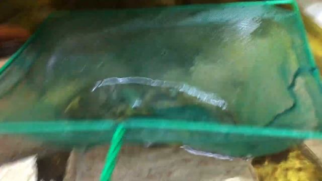 Хороший иммунитет, гарант здорового потомства Австралийского рака смотреть онлайн