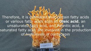 How to increase the level of Cordycepin content of Cordyceps militaris