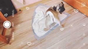 щенок ходит на пеленку