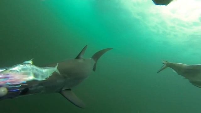 #shark #sharkattack Рыбалка в океане #fishing #рыбалка #троллинг #трофейнаярыбалка