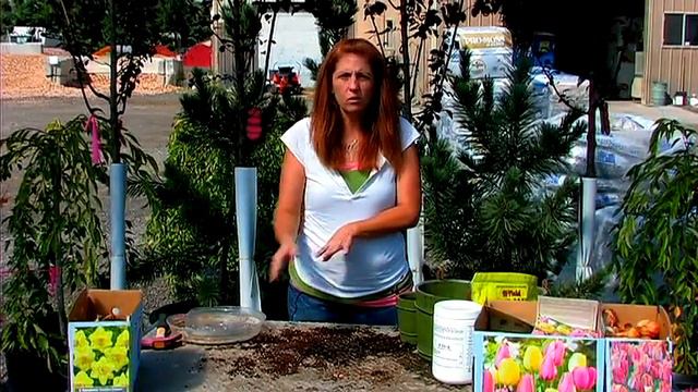Planting & Growing Flower Bulbs : How to Plant & Care for a Giant Elephant Ear Bulb
