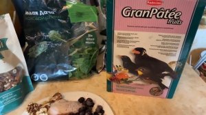 Чем я кормлю свою ворону. Обычная серая ворона, а кормить сложнее, чем попугая.)