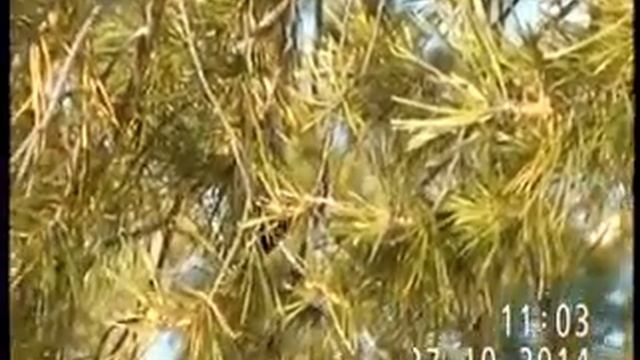 МОСКОВКА (синичка) в Павлодаре осенью. смотреть онлайн