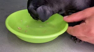 Завели щенка породы Американский Стаффордширский Терьер. Первый день в новом доме.