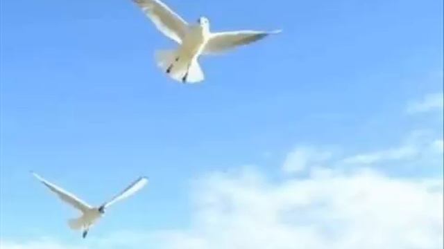 воскресенье птицы белые. птицы белые мои.