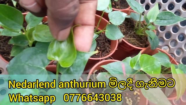 anthurium wagawa sinhala | beautiful anthurium | ඇන්තූරියම් වගාව නිවැරදිව කරමු | දිලීර රෝග смотреть онлайн