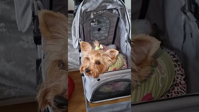 Коляска для собак.#Shorts#york#Йорк#Dog#Фанни_йорк#dog#коляска_для_собак#