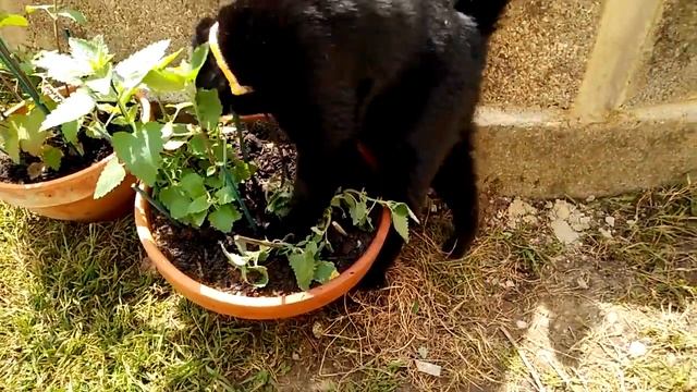 Poppet cat with Catnip (Nepeta cataria/catmint) смотреть онлайн