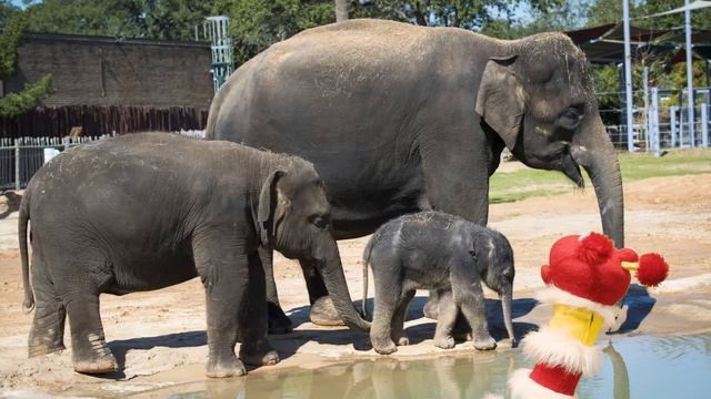 Поход в зоопарк - Поучительные истории для детей - Кукольный театр - Благая весть Дети смотреть онлайн